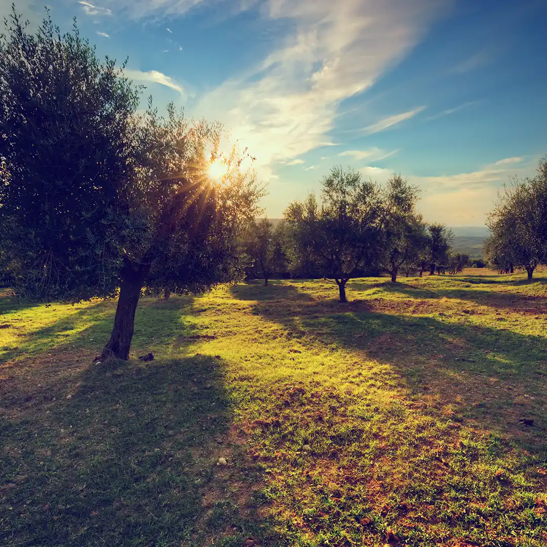 Fratelli Mantova - Since 1905