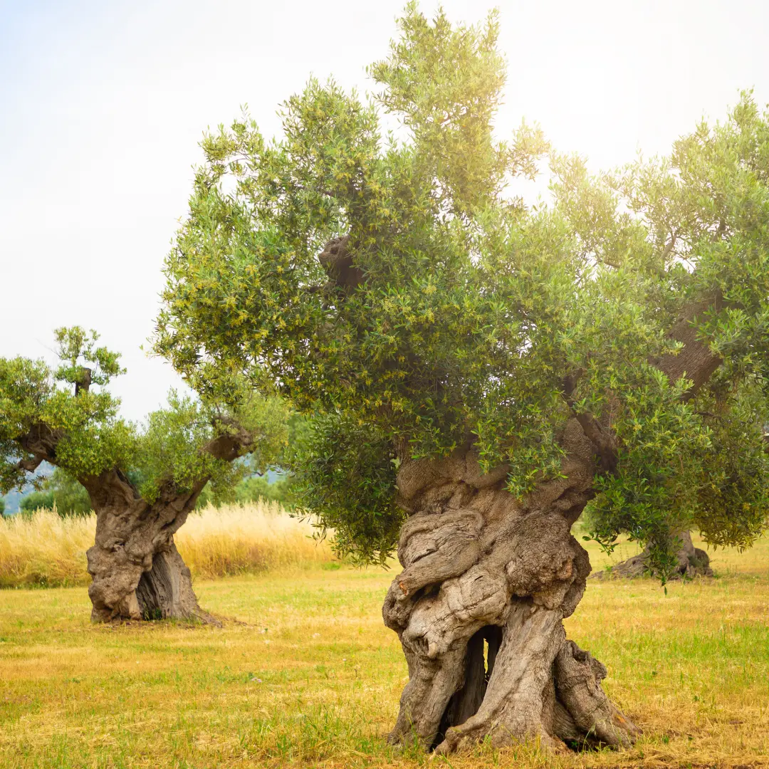 Fratelli Mantova - Since 1905